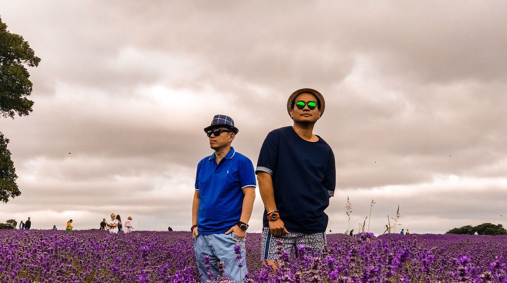 The beautiful field of Mayfield lavender in Banstead. A must see when you visit England on summer time.