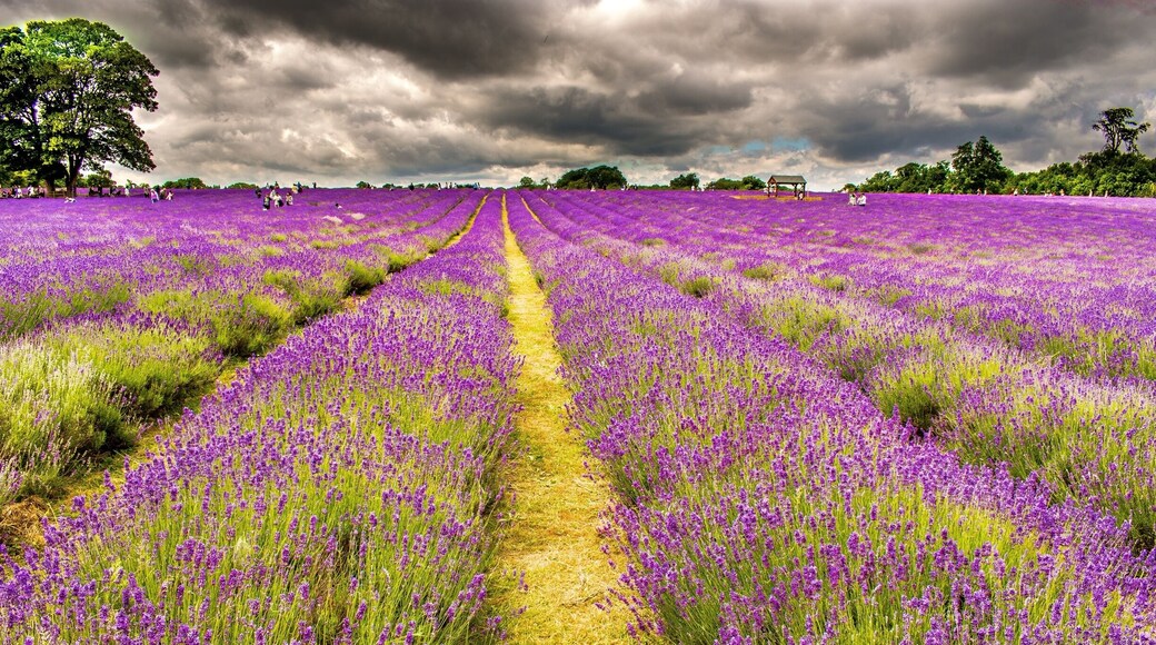 It could be Provence but it's the South of England!