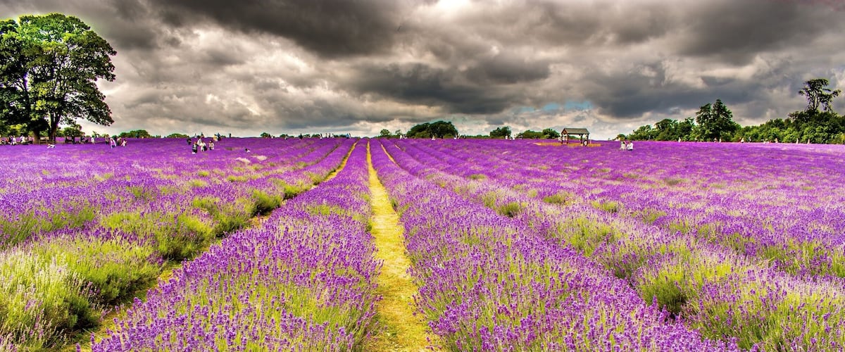 It could be Provence but it's the South of England!
