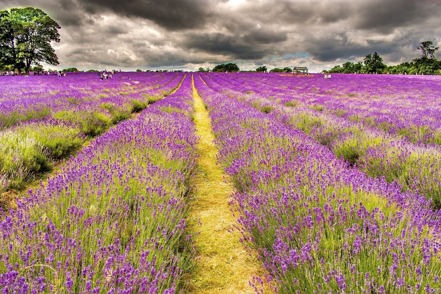 It could be Provence but it's the South of England!