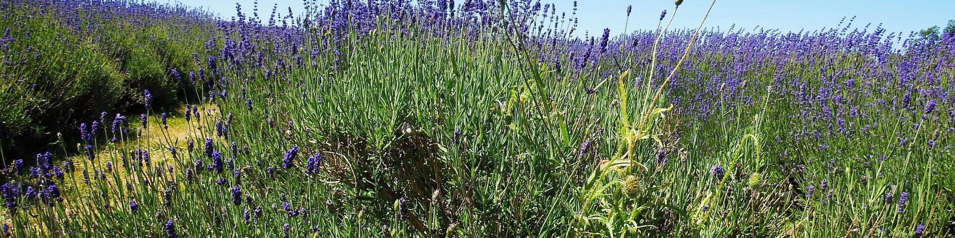 From June to August a beautiful field of rows of lavender.