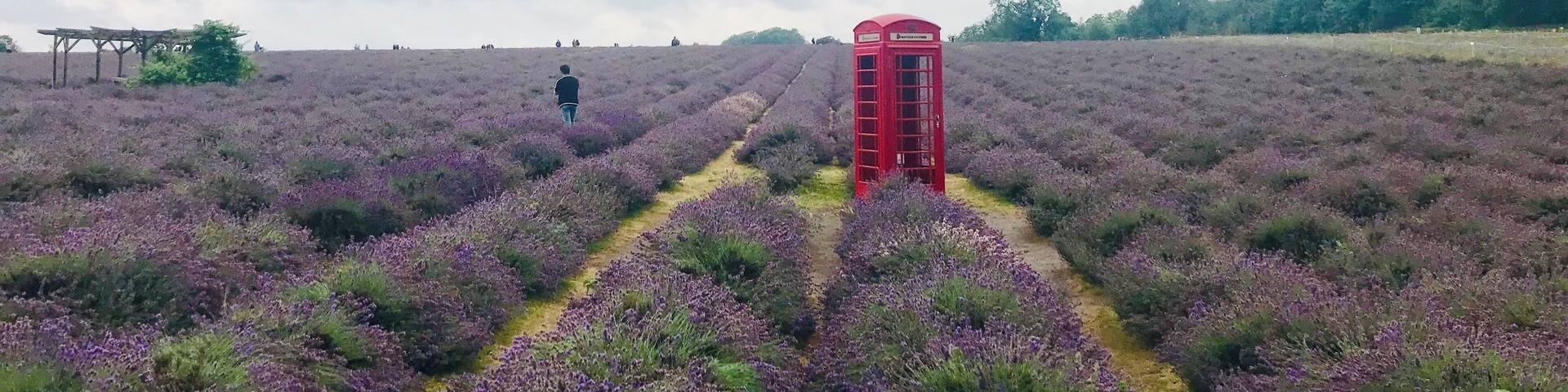 Red among purples. Such a beautiful place to visit.