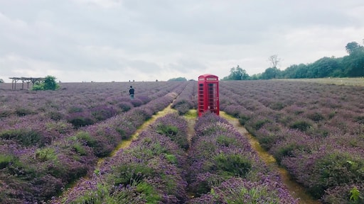 Red among purples. Such a beautiful place to visit.