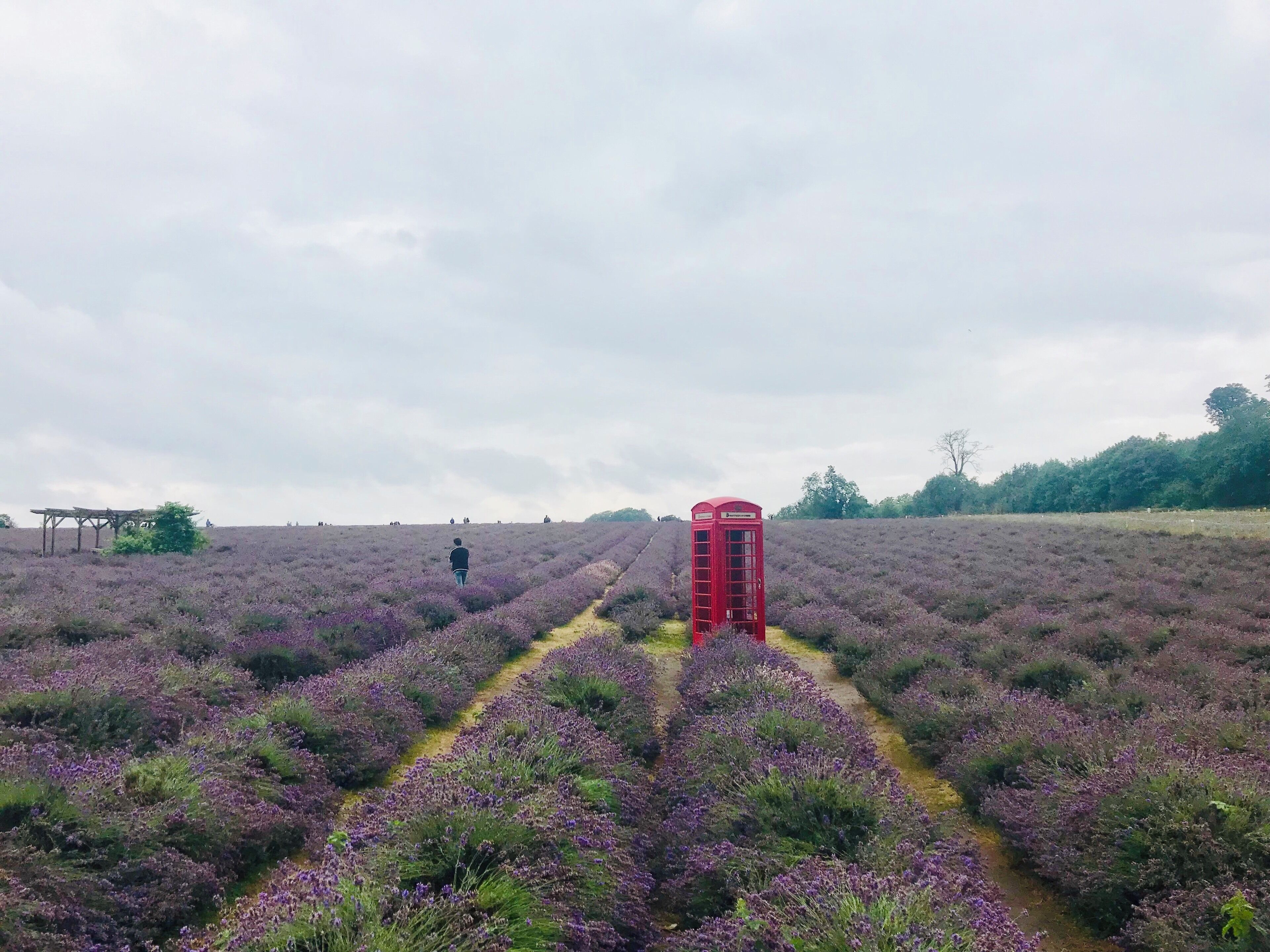 A lavender field with a red telephone booth and a person walking.