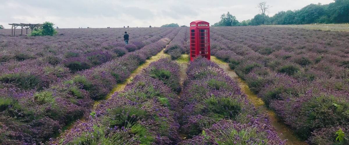 A lavender field with a red telephone booth and a person walking.