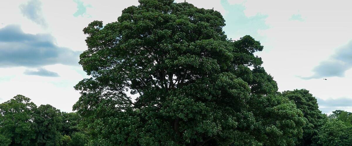 In the 19th and early20th centuries lavender was farmed extensively in areas such as Mitcham, Carshalton and Banstead. The crop was used in the manufacture of perfume and toiletries.
Nearest station: Woodmansterne.