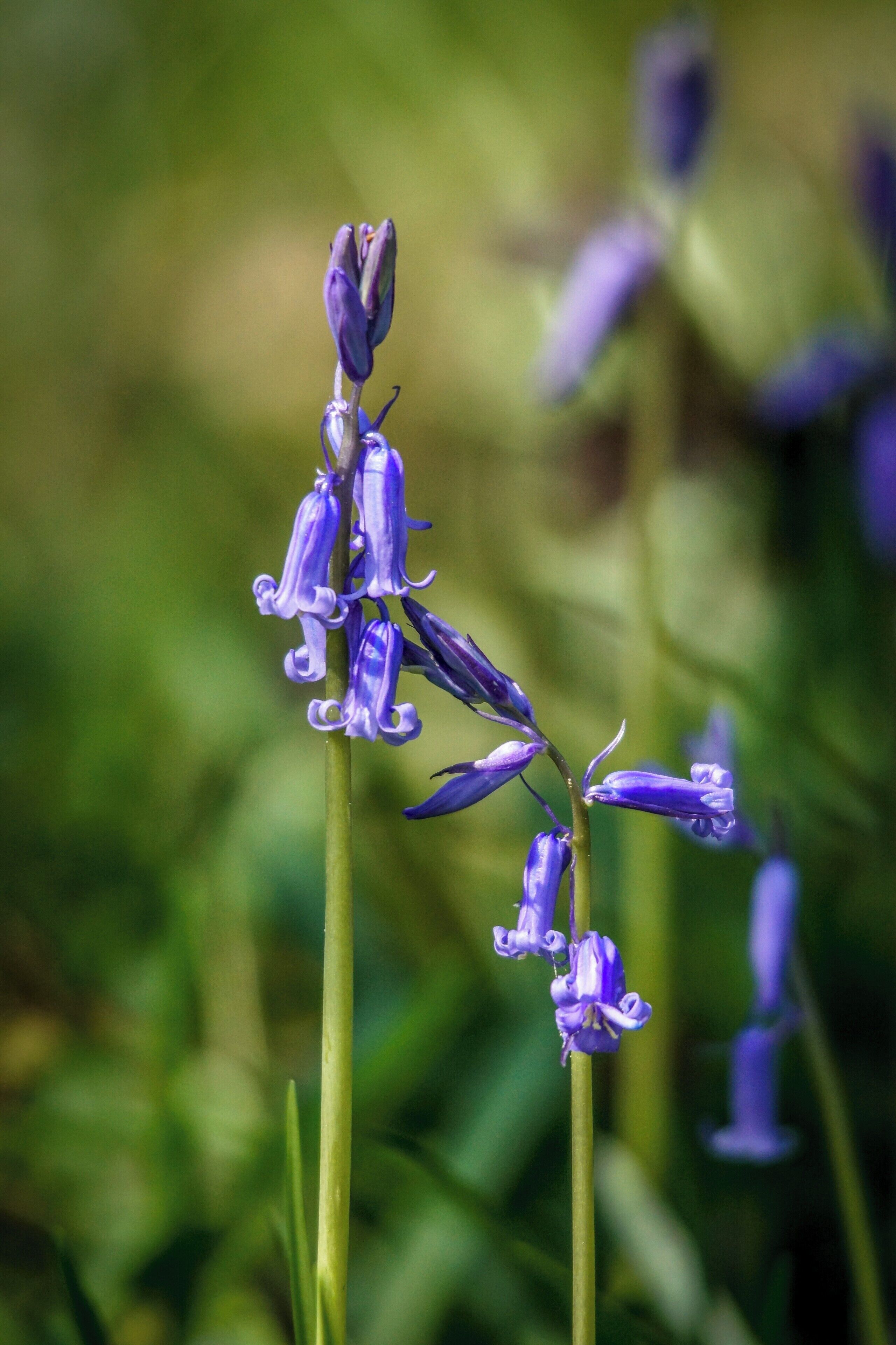 Blue Bells