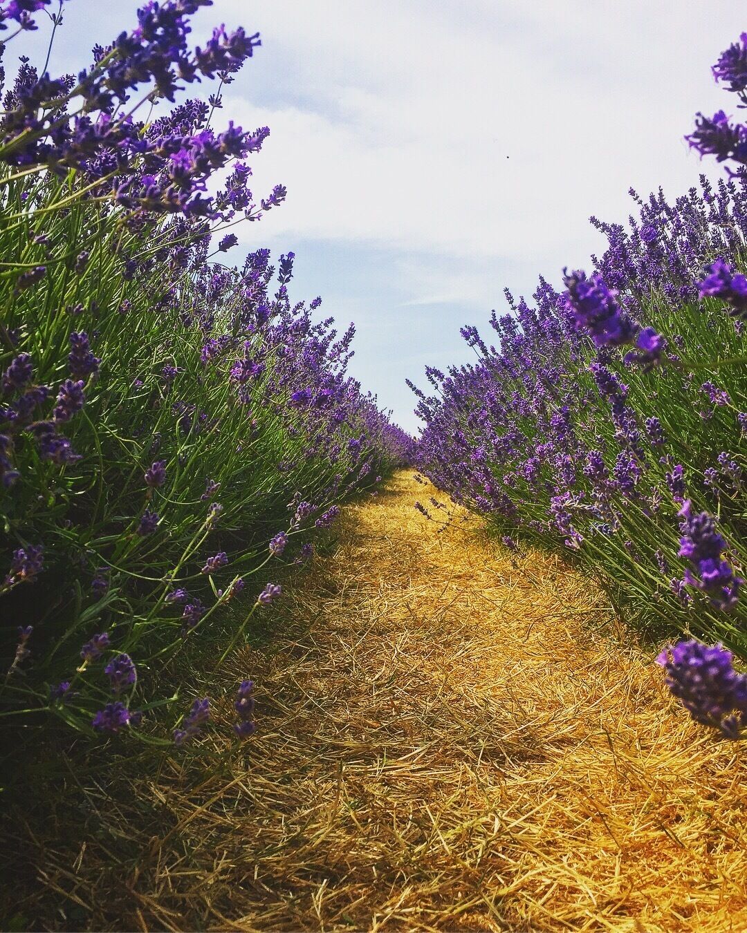 Beautiful British summer at Mayfields Lavender farm  #england #summer
#troveontuesday