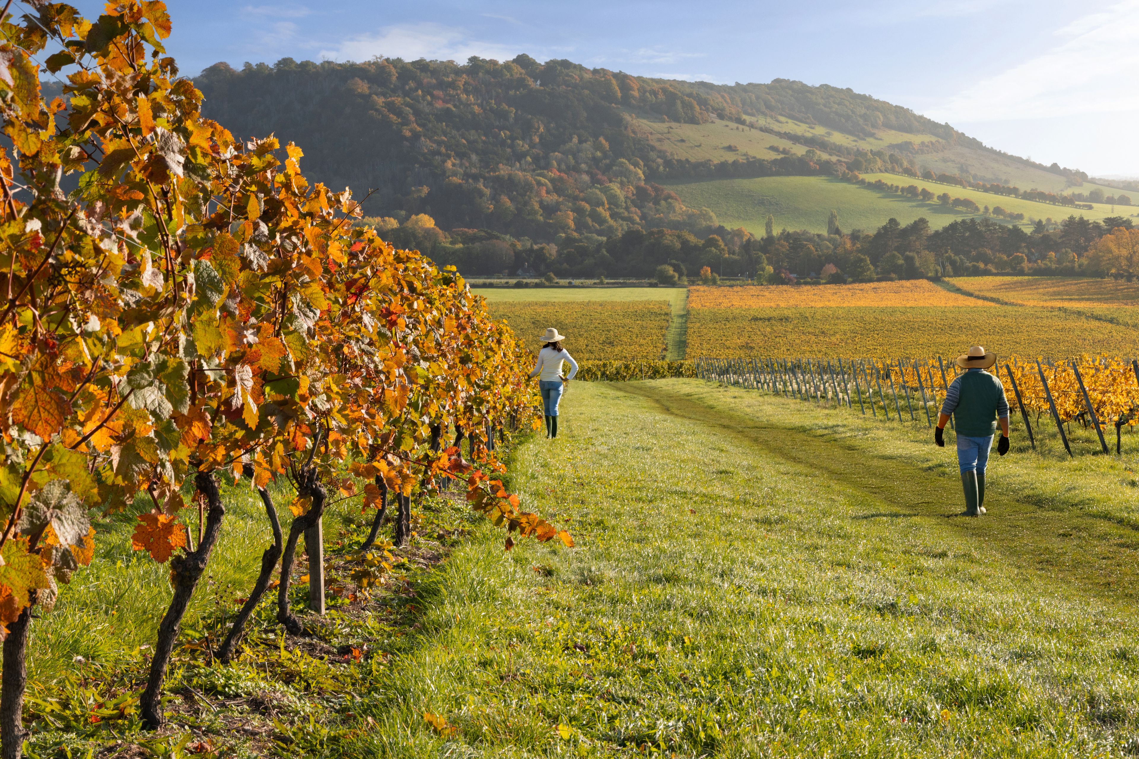 Un vignoble avec des rangées de vignes et un paysage vallonné en arrière-plan.