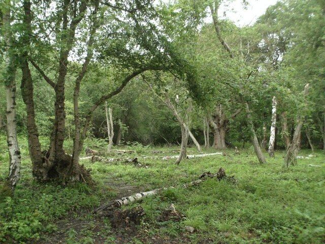 Site of Roman villa, Ashtead Common. Hidden in the depths of Ashtead Common are several sites of archaeological interest. Although not easy to see it here, the spot in this photo was at one time the centre of a Roman tile making complex which included a villa (here), a bathhouse and numerous clay pits, the various earthworks and ditches of which can still be clearly seen amongst the trees. As well as Roman sites, Ashtead Common boasts prehistoric earthworks, mediaeval boundary systems and a C17th brick-lined spring.