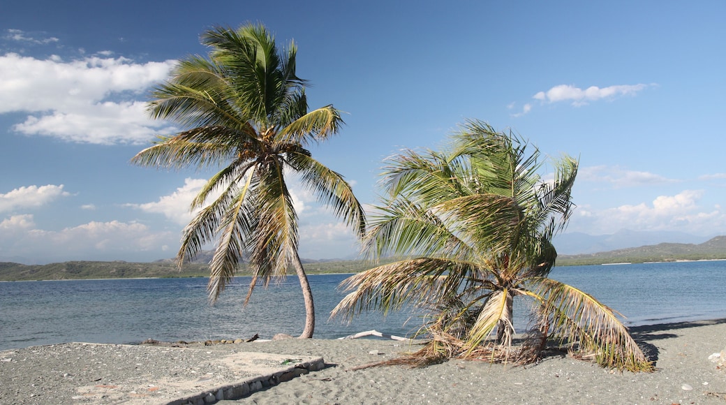 République Dominicaine - Les palmiers de las salinas