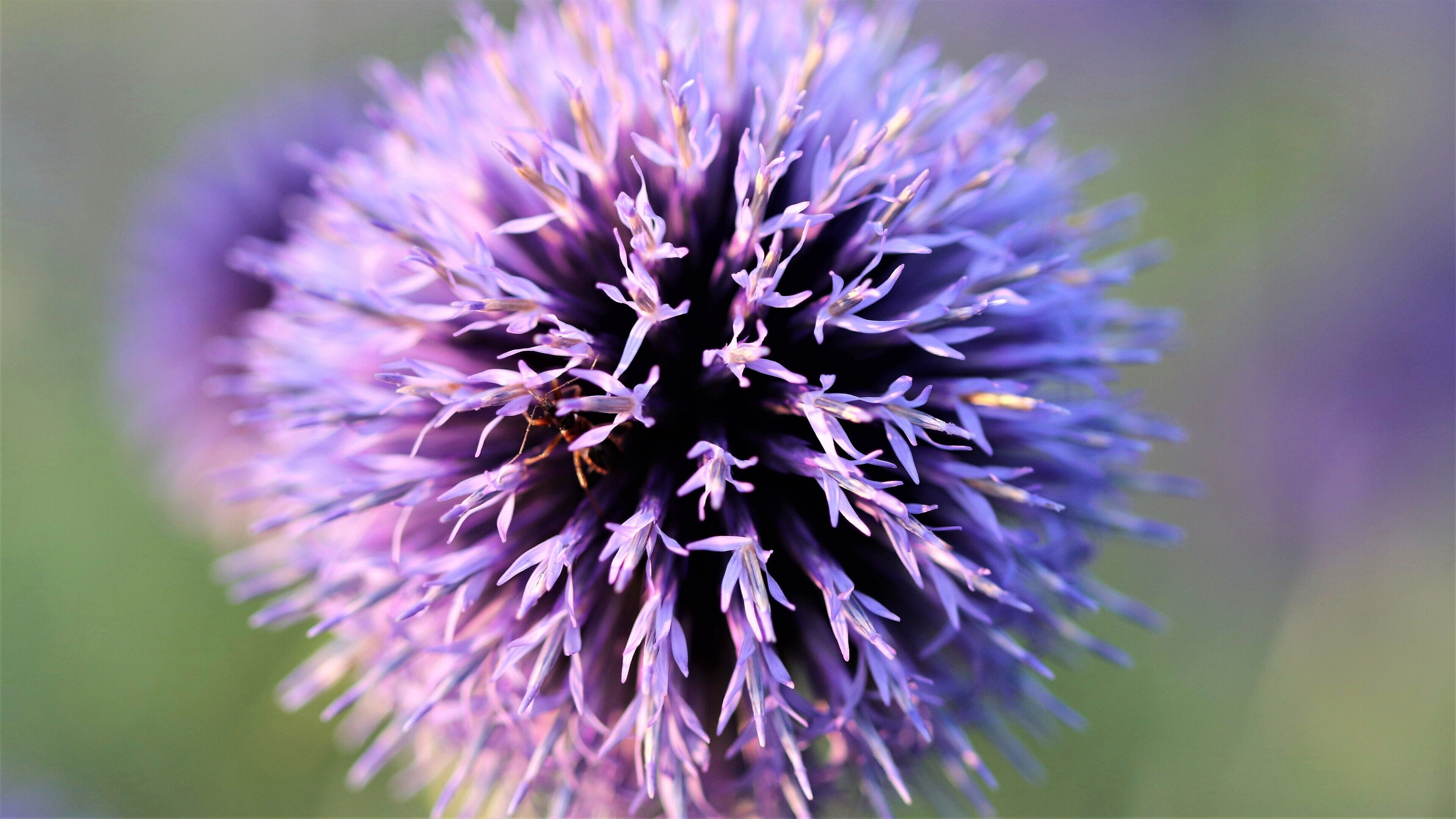 A close-up of a purple thistle flower.