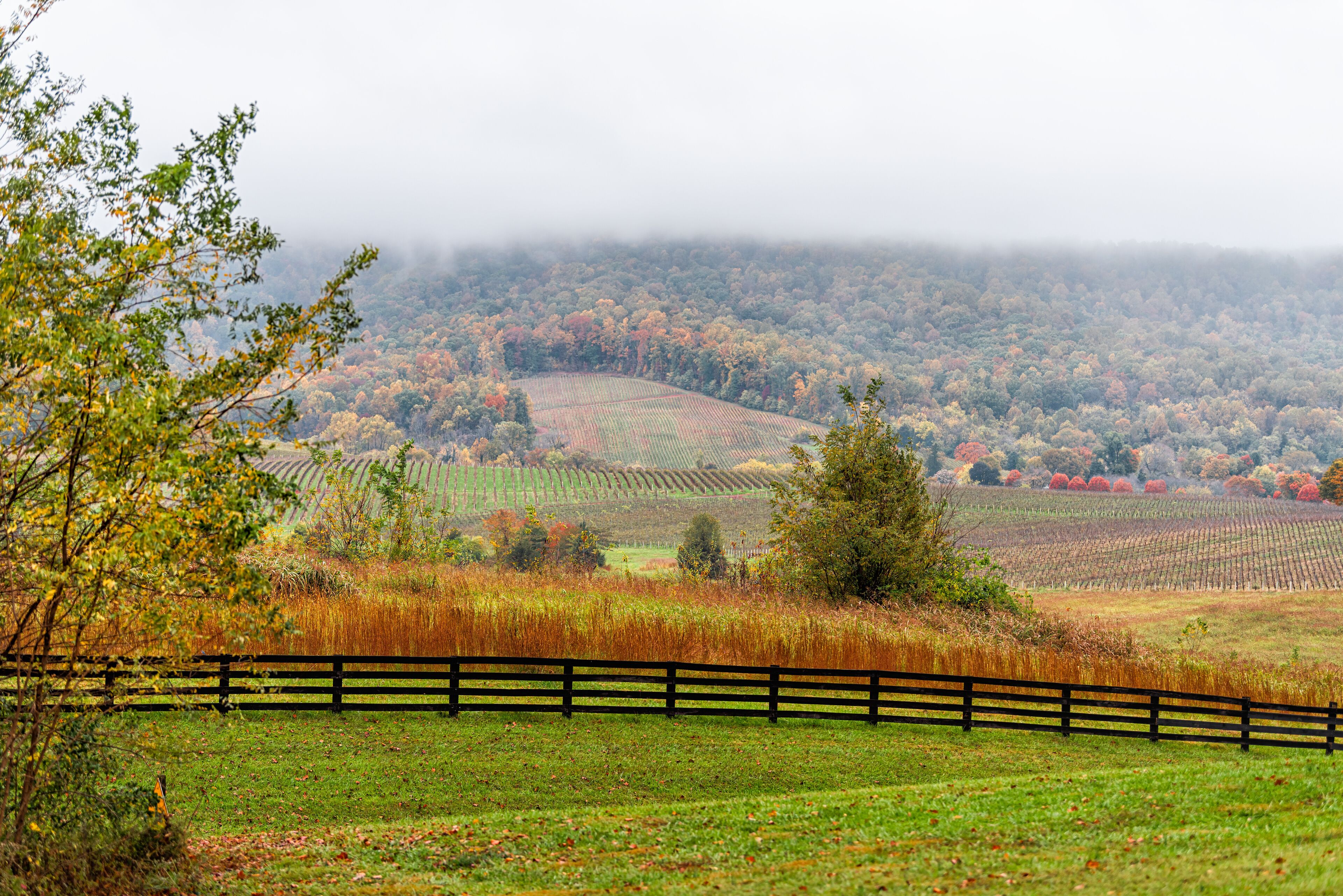 Autumn fall foliage season countryside at Charlottesville winery vineyard in blue ridge mountains of Virginia with fog mist cloudy sky day