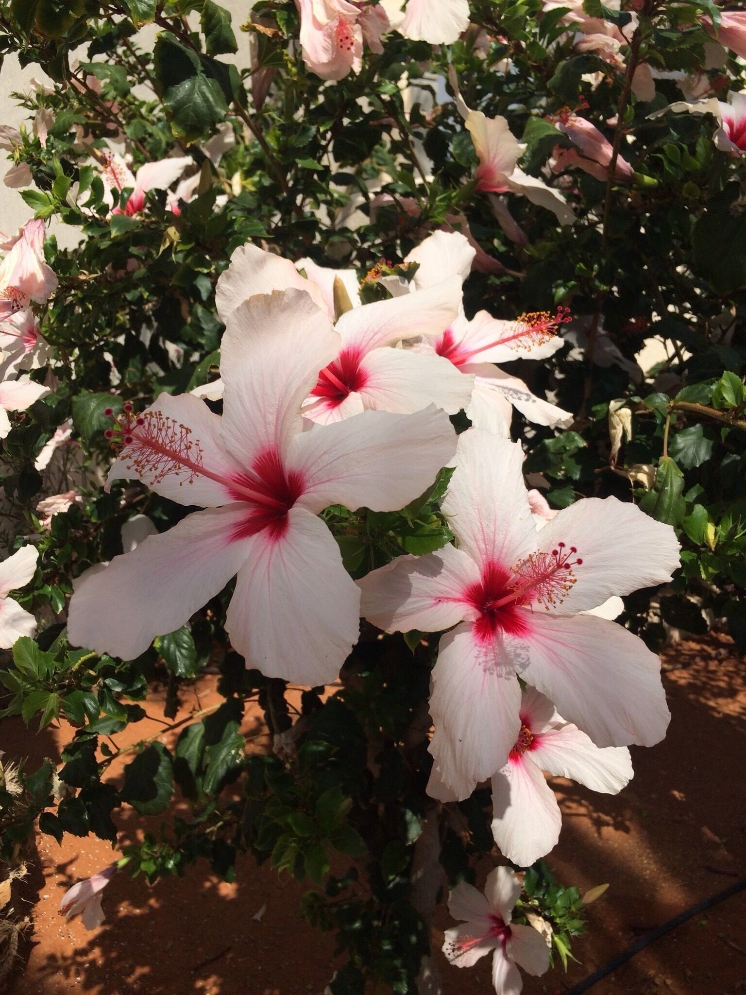 Flowers of Crete, open when the sun comes up, close when the sun goes down.