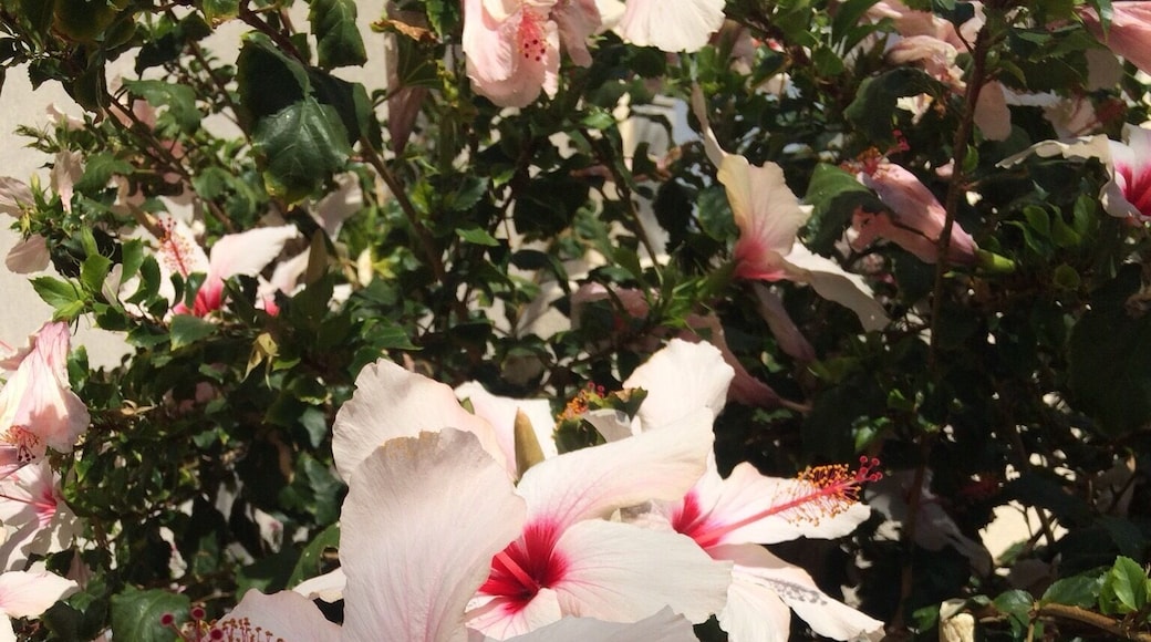 Flowers of Crete, open when the sun comes up, close when the sun goes down.