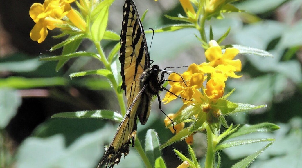 When hiking along the park trails, you don't have to go far to discover nature at work. Just like this butterfly taking the time to check out these vibrant flowers.