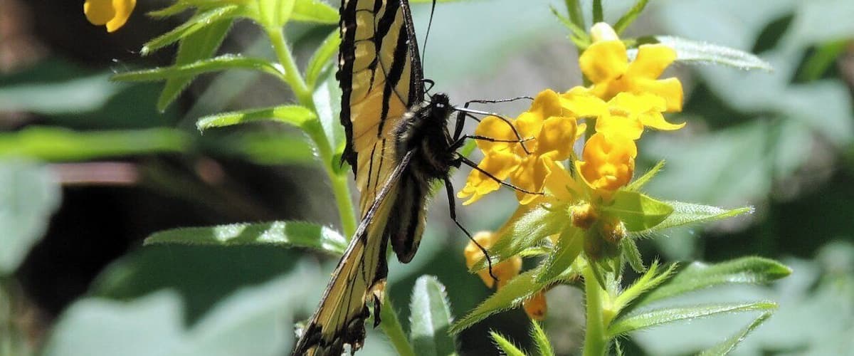 When hiking along the park trails, you don't have to go far to discover nature at work. Just like this butterfly taking the time to check out these vibrant flowers.