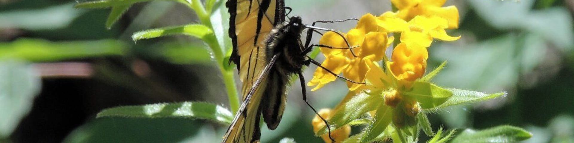 When hiking along the park trails, you don't have to go far to discover nature at work. Just like this butterfly taking the time to check out these vibrant flowers.