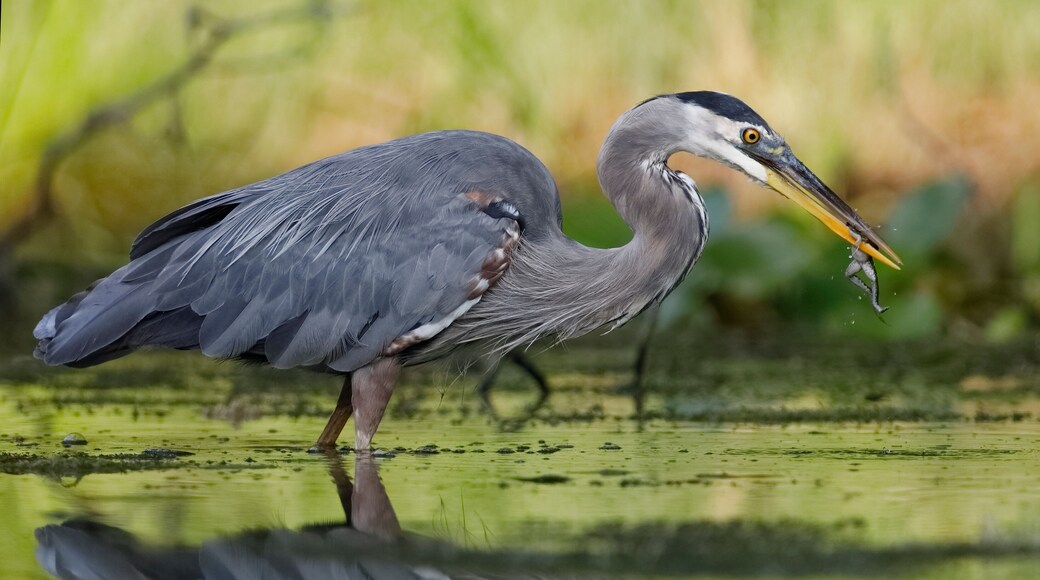 Great Blue Heron eating a green frog