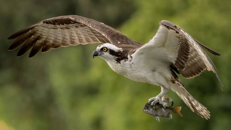 An osprey in flight carrying a fish.