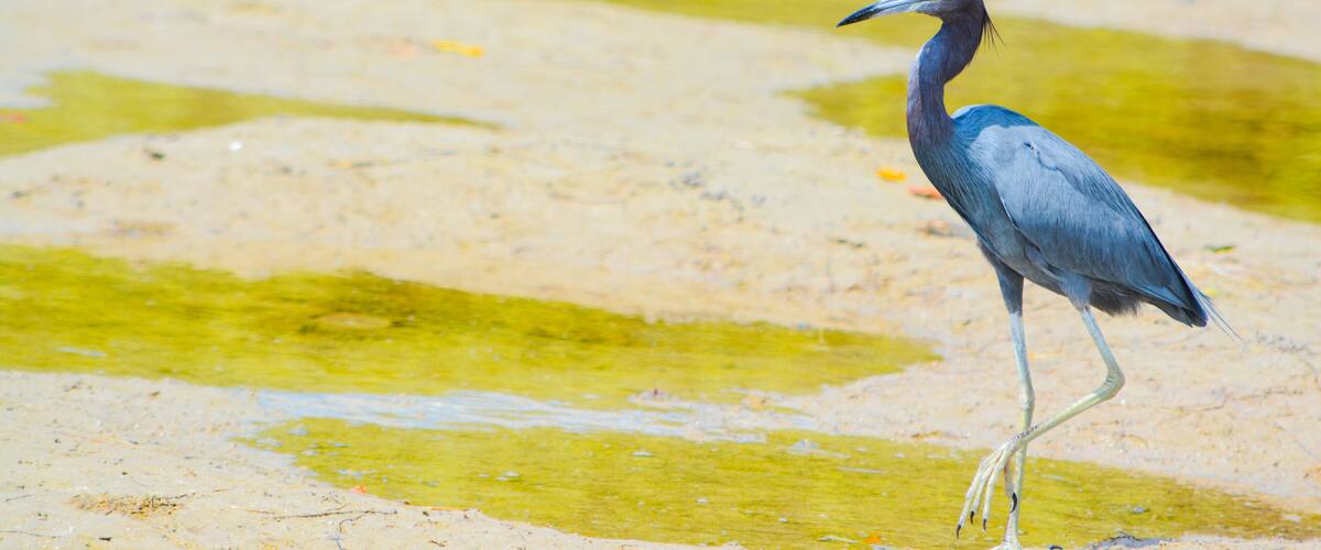 A Little Blue Heron (Egretta caerulea) at the Lemon Bay Aquatic Reserve in Cedar Point Environmental Park, Sarasota County Florida