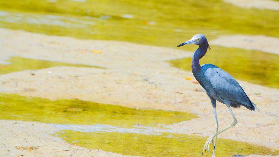 A heron standing on a sandy shore with green algae patches in the water.