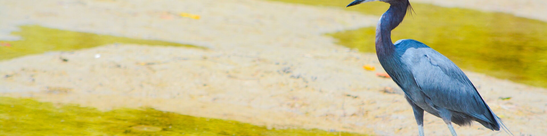 A Little Blue Heron (Egretta caerulea) at the Lemon Bay Aquatic Reserve in Cedar Point Environmental Park, Sarasota County Florida