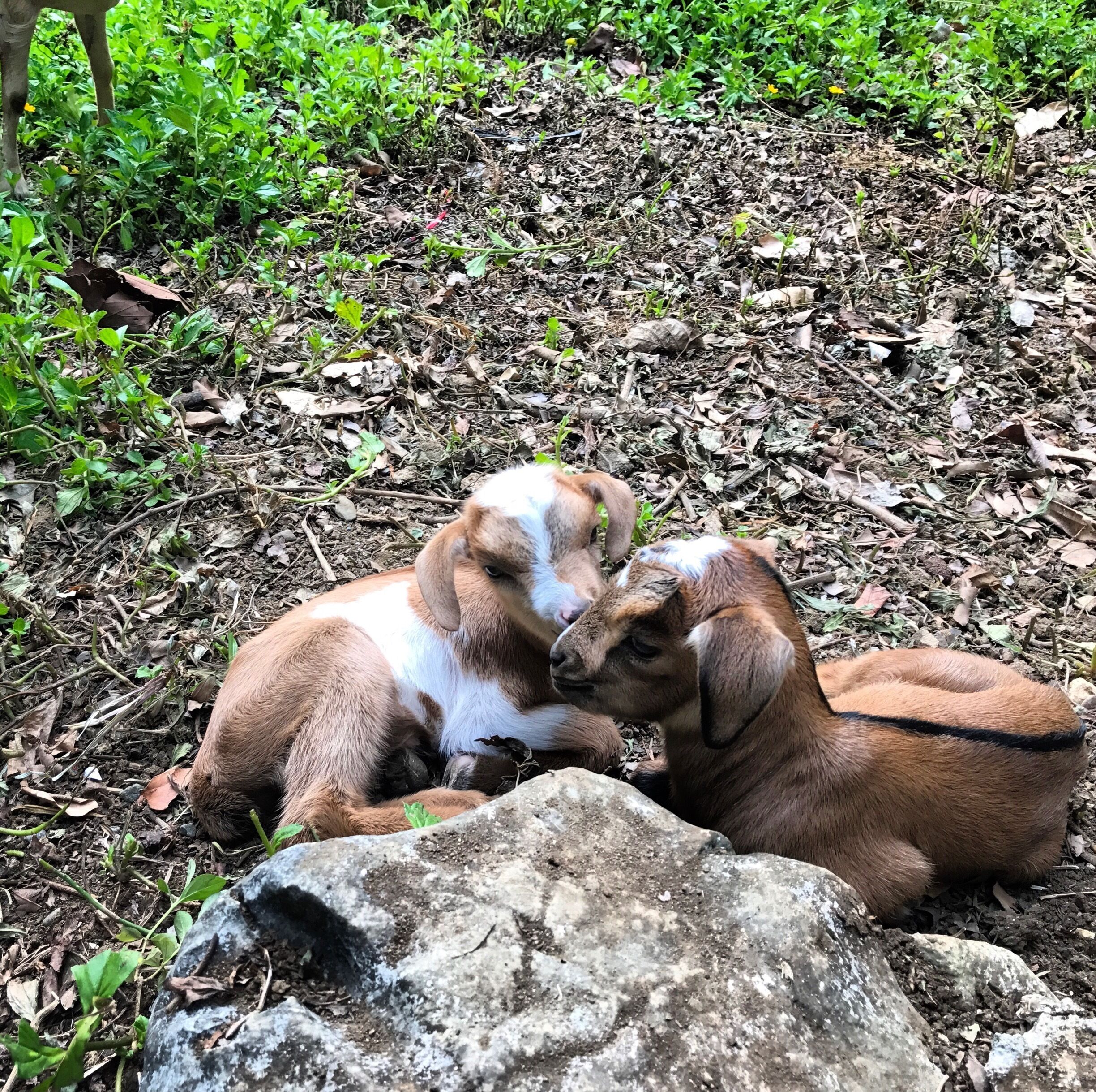 I found a new friends!..they are so adorable..🐐🐐❤️❤️
#farmlife#goat#kid#SpringFun