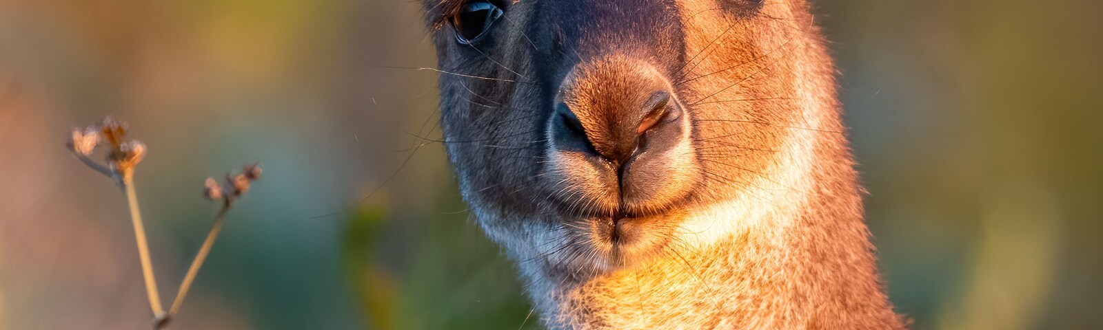 Un canguro en un entorno natural con vegetación desenfocada al fondo.