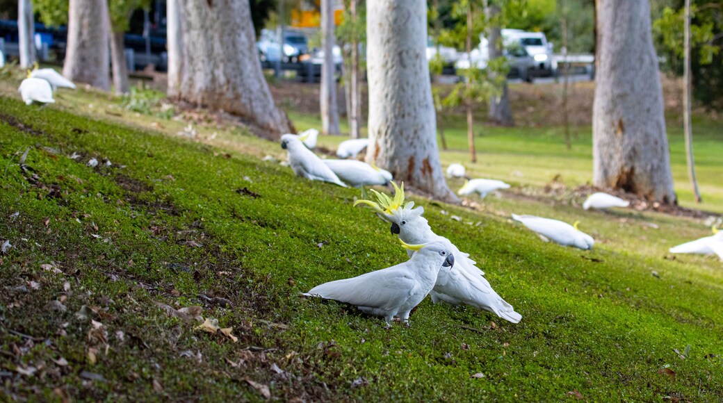 A group of adorable sulphur-crested cockatoos feeding on the grass in Norman Buchan Park, Bardon in Brisbane, Queensland, Australia