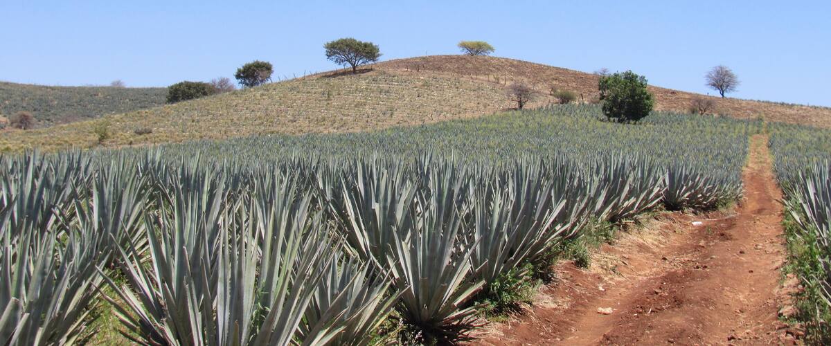 A field of agave plants with a dirt path leading through it, surrounded by hills and sparse trees.
