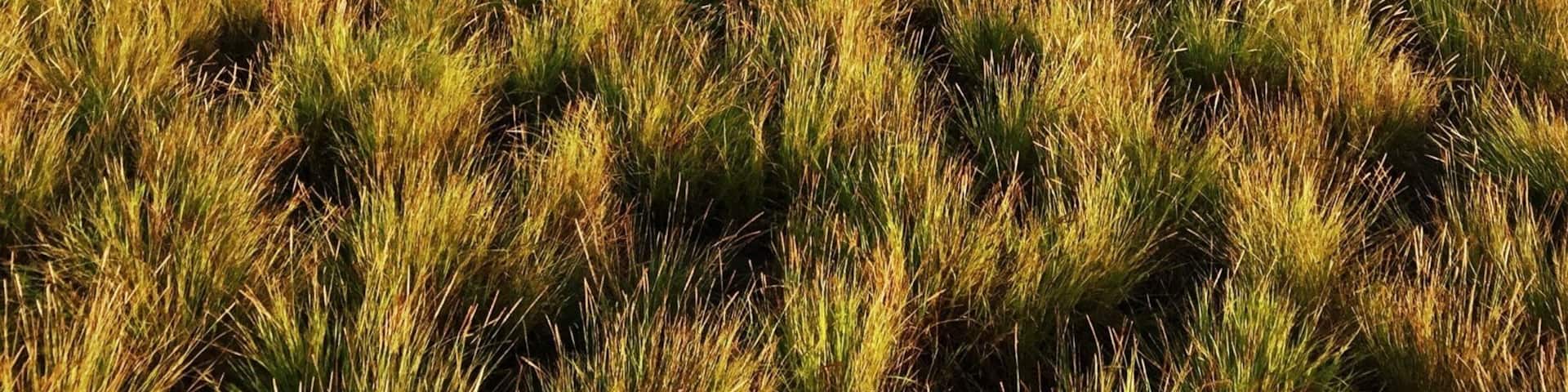 Kenawa island, very quiet island (no population) located at the western of Sumbawa island (between Lombok and Sumbawa), it has beautiful beach, white sand, colorful coral and fishes, savanna view.