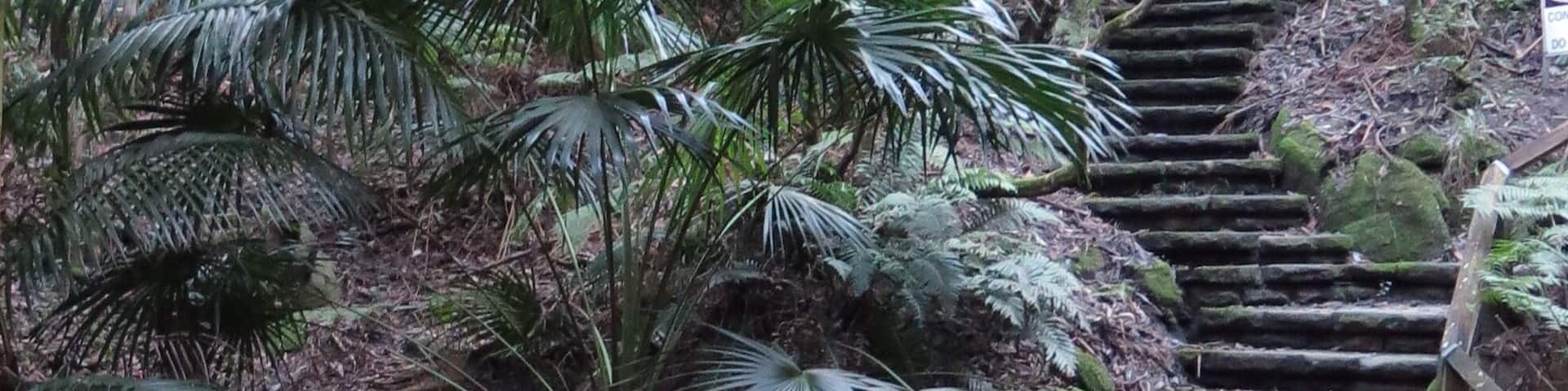 You can have a #hiking adventure just a stone's throw from Bondi beach. Cooper Park is a hidden rainforest gem in the heart of Sydney City!