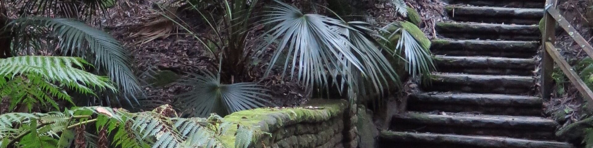 You can have a #hiking adventure just a stone's throw from Bondi beach. Cooper Park is a hidden rainforest gem in the heart of Sydney City!