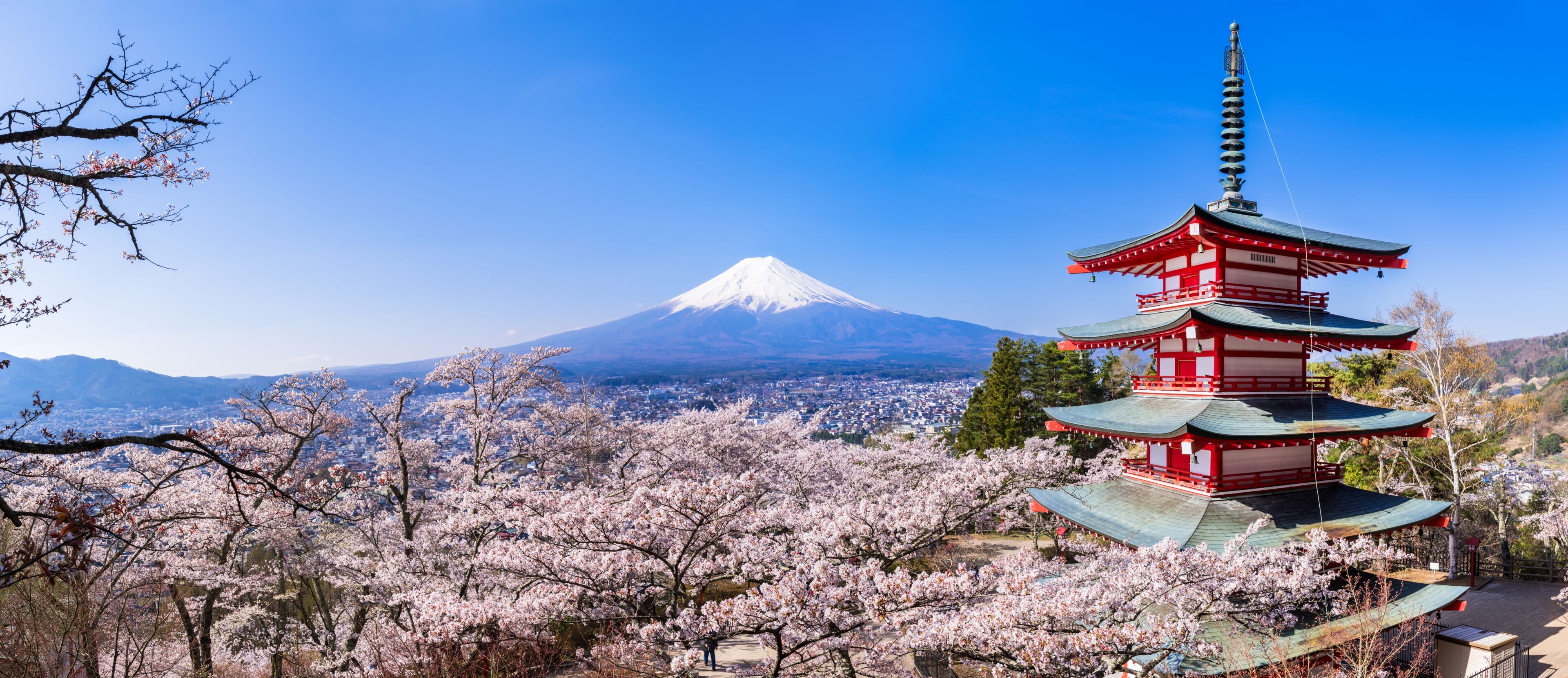 新倉山浅間公園 満開の桜と富士山 高解像度パノラマ / Scenery of "Arakurayama Sengen Park" where the cherry blossoms are in full bloom. Mt. Fuji, cherry blossoms, and a red five-storied pagoda. High resolution panoramic photo.