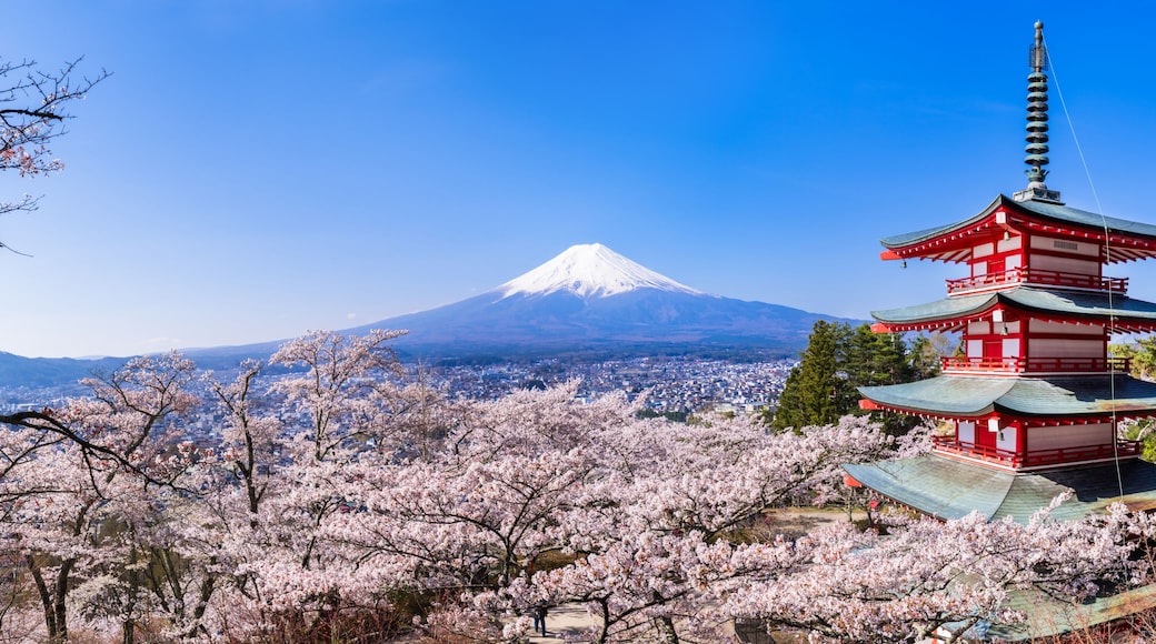 新倉山浅間公園 満開の桜と富士山 高解像度パノラマ / Scenery of "Arakurayama Sengen Park" where the cherry blossoms are in full bloom. Mt. Fuji, cherry blossoms, and a red five-storied pagoda. High resolution panoramic photo.