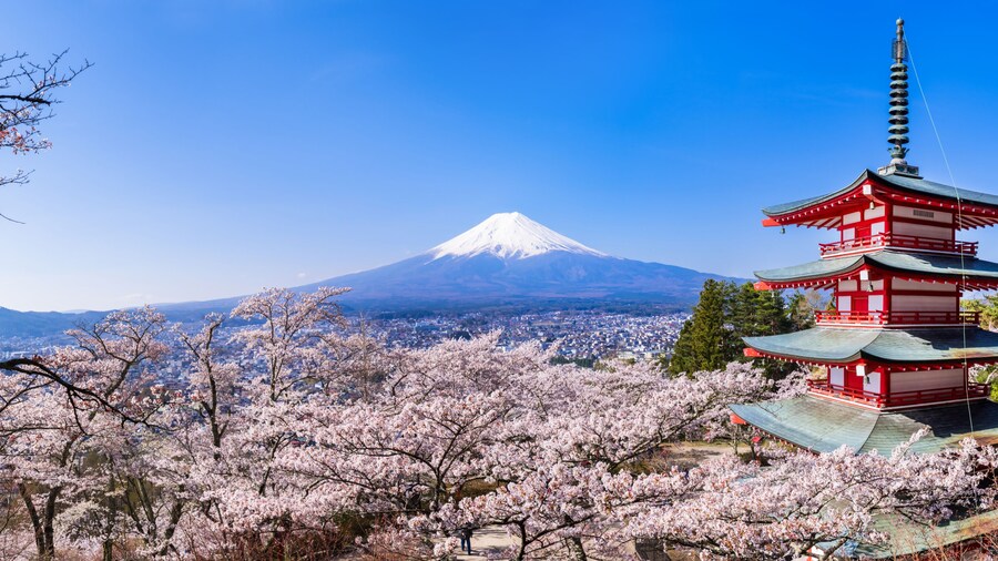 新倉山浅間公園 満開の桜と富士山 高解像度パノラマ / Scenery of "Arakurayama Sengen Park" where the cherry blossoms are in full bloom. Mt. Fuji, cherry blossoms, and a red five-storied pagoda. High resolution panoramic photo.