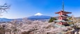 新倉山浅間公園 満開の桜と富士山 高解像度パノラマ / Scenery of "Arakurayama Sengen Park" where the cherry blossoms are in full bloom. Mt. Fuji, cherry blossoms, and a red five-storied pagoda. High resolution panoramic photo.