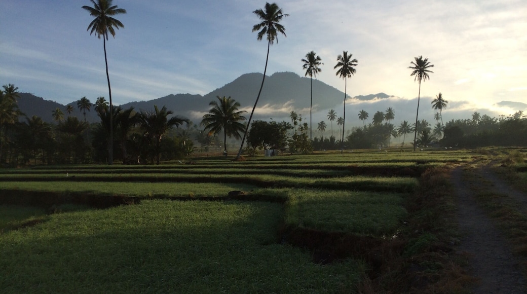 This is Kotamobagu, It's in the Bolaang Mongondow Regency in North Sulawesi. "Bolaang" is taken from the word "Balangon" which means the sea, and "Mongondow" is taken from the word "Momondow" which means cry of victory.
it's situated in a valley surrounded by mountains, one of them is an active complex volcano. This paddy field is right behind my grandmother's house. #hiking