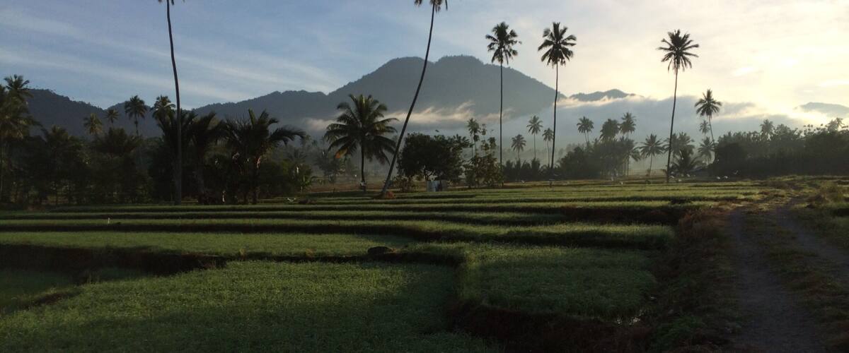 A rice paddy field with palm trees and a mountain in the background.
