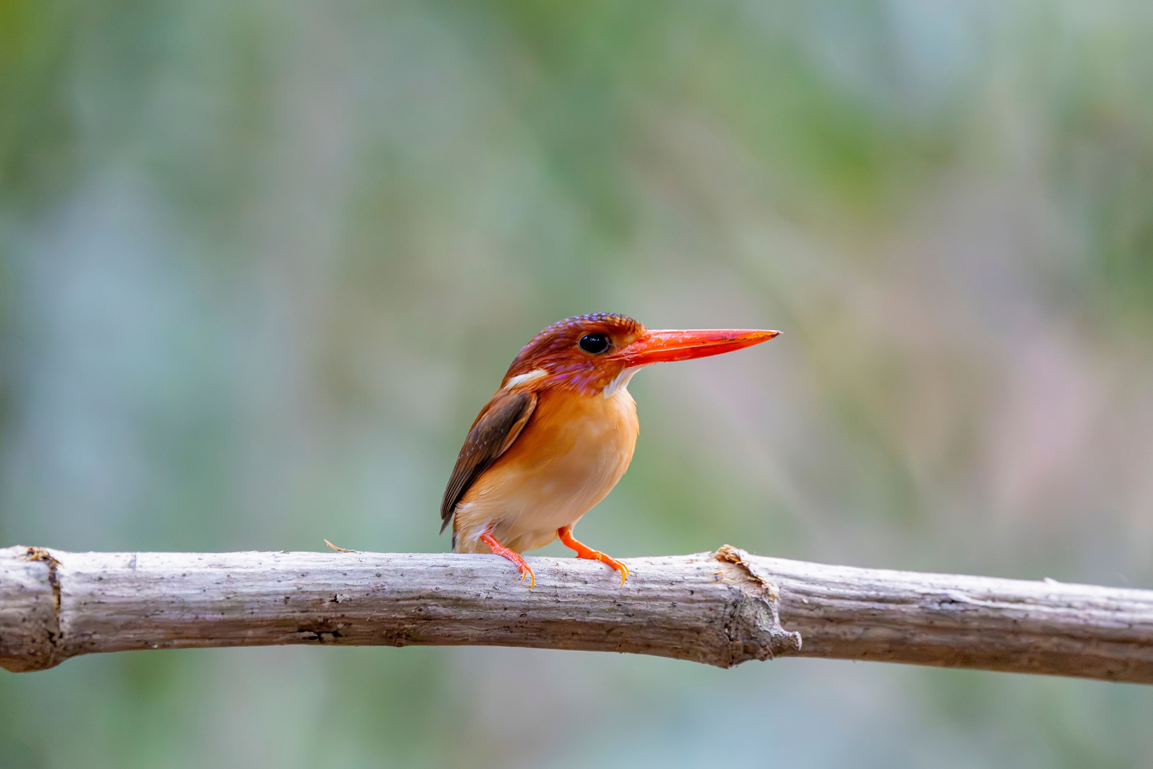 A small bird perched on a branch.