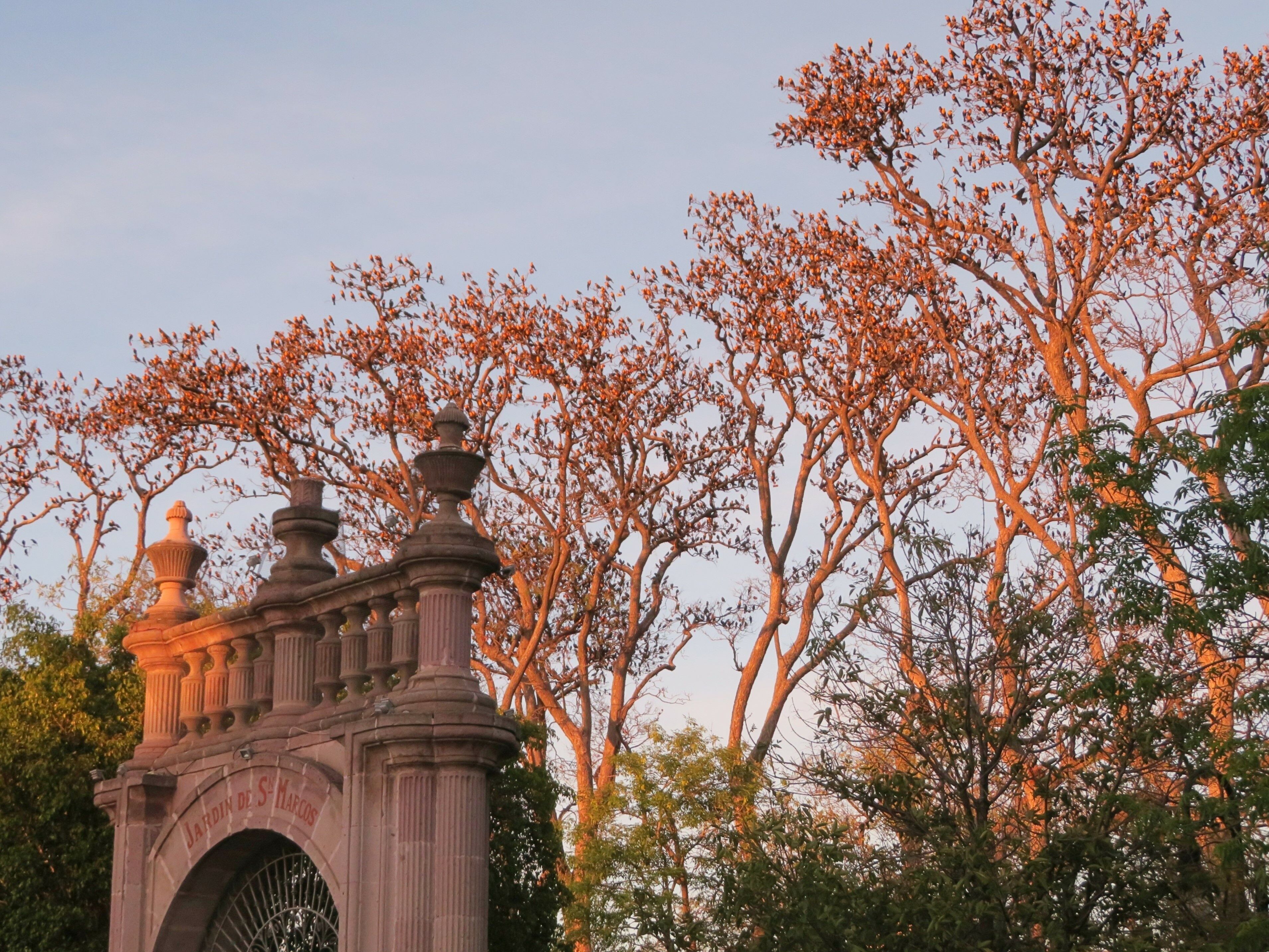 evening in the park of San Marcos, Aguascalientes, Mexico