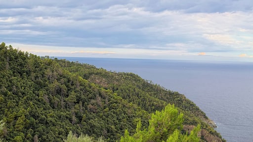 Pinete sul promontorio