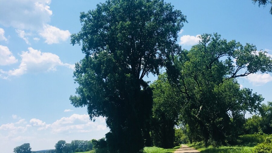 Beautiful refuge your can drive through. A few paved walking trails to observe wildlife.