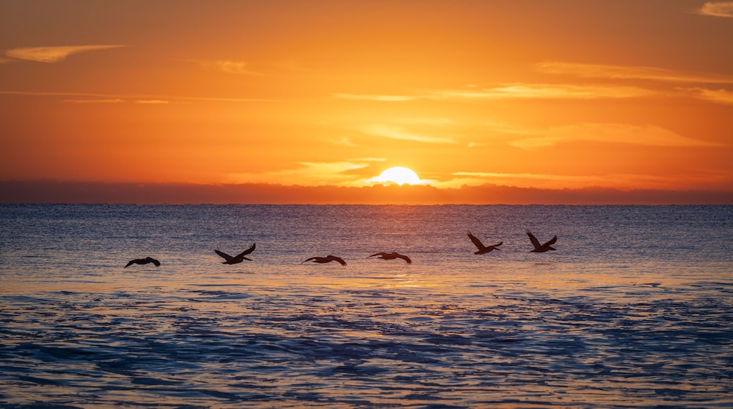 บัตเลอร์ บีช