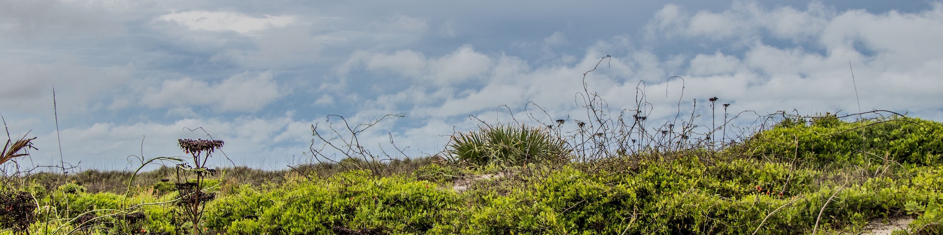 Sand dune at Butler Beach, St Augustine