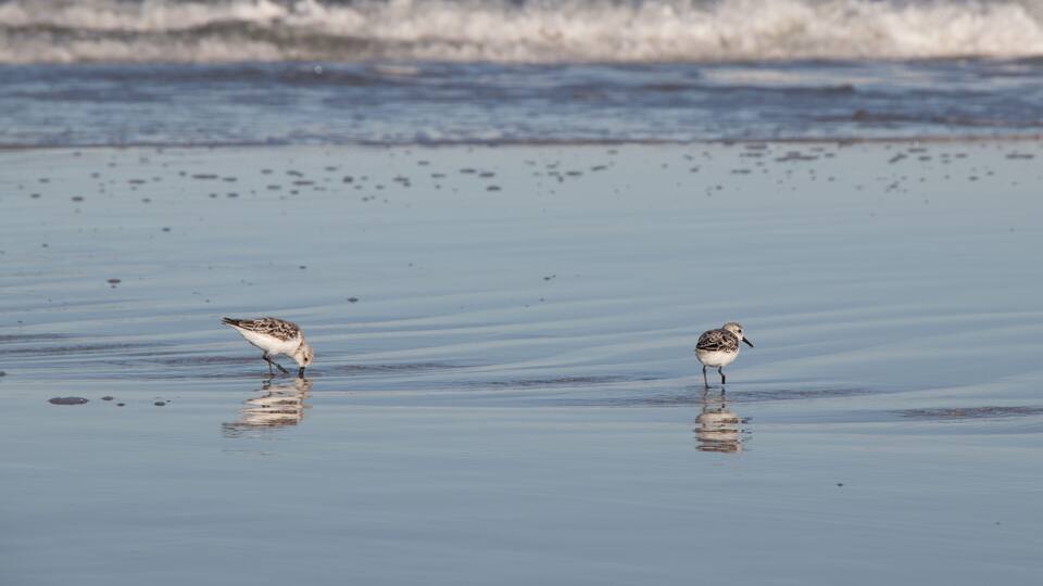 Plovers on Butler Beach, St Augustine