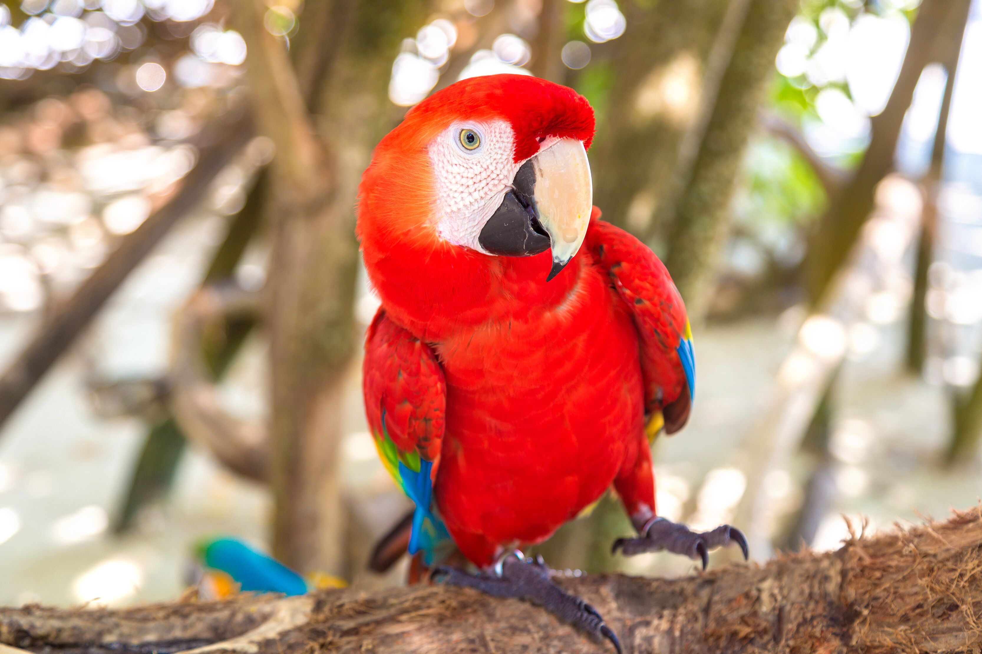 Red parrot ara