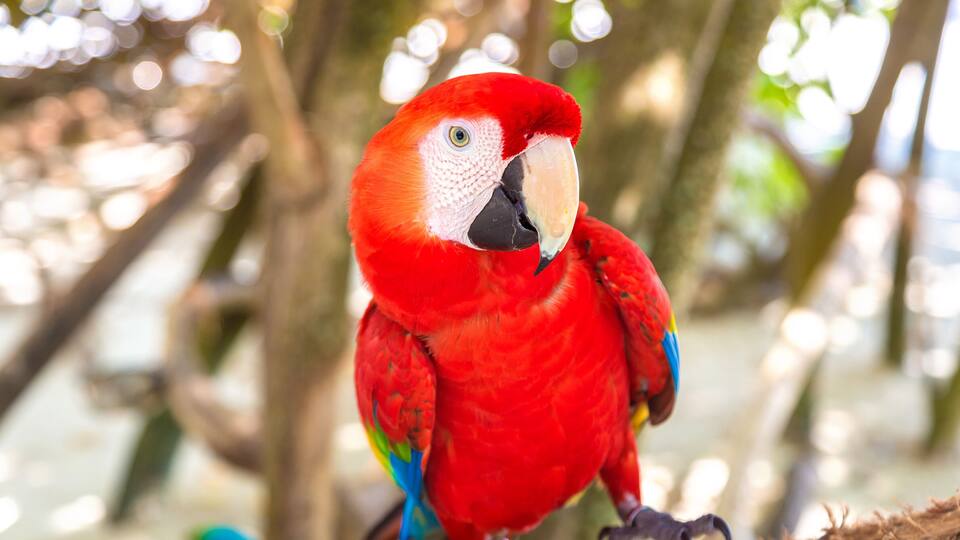 Red parrot ara
