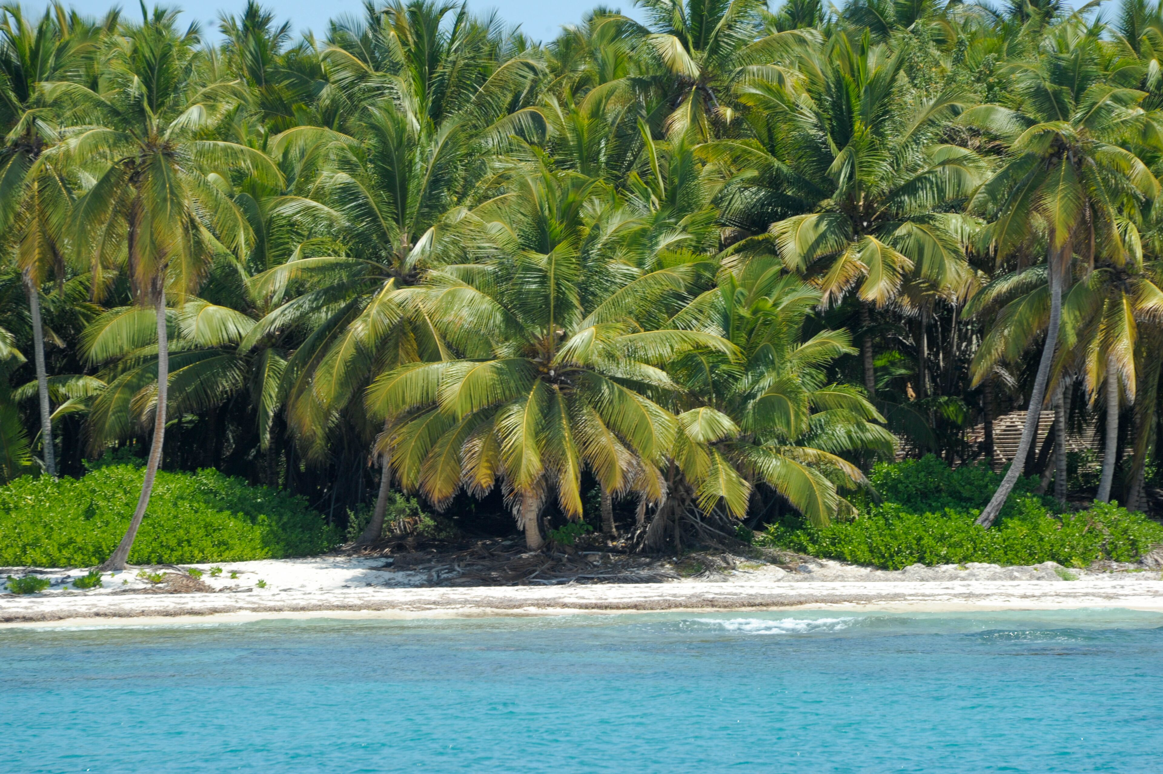 A beach with white sand and turquoise water, surrounded by palm trees.